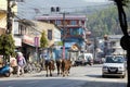 Species pictures of the city of Pokhara Nepal. The life of ordinary Nepalese Royalty Free Stock Photo