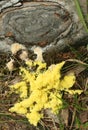 Slime mold, Fuligo septica, also commonly known as scrambled egg slime or dog vomit slime mold