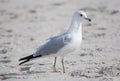 Species Ring -billed Gull, bird