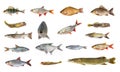 Species of river fish Royalty Free Stock Photo