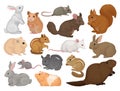 Species of Rodents with Rabbit, Hamster, Mouse, Squirrel, Rat, Beaver and Chipmunk Big Vector Set