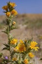 Species Scolymus hispanicus plant flower close-up, also known as Golden thistle or Spanish oyster thistle, an herbaceous plant.