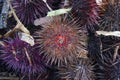 a species of sea urchin, purple sea urchin Royalty Free Stock Photo