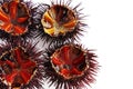 a species of sea urchin, purple sea urchin Royalty Free Stock Photo