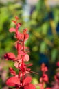 a species of shrub of the barberry family (Berberidaceae Juss.)