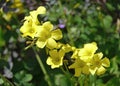Species of tristylous yellow-flowering plant (lat.- Oxalis pes-caprae