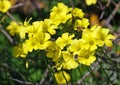 Species of tristylous yellow-flowering plant (lat.- Oxalis pes-caprae) and bee