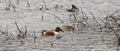Northern Shoveler ducks on Maryland Eastern Shore in Blackwater National Wildlife Preserve. Royalty Free Stock Photo