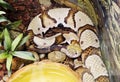 Copper-head snake.