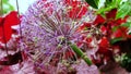 The species of wildflowers spherical type Bow Globemaster Royalty Free Stock Photo