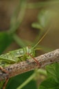 Grasshopper Royalty Free Stock Photo