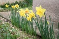 selective blur on Narcissus pseudinarcissus, also called lenty lily or daffodil, with their typical yellow color. Royalty Free Stock Photo