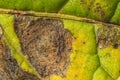 Potato leaf attacked by Alternaria solani