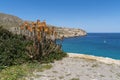 Specific vegetation found in Mallorca