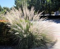 Muhlenbergia lindheimeri grass Royalty Free Stock Photo