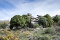Specimen of Cade tree, Juniperus oxycedrus Royalty Free Stock Photo