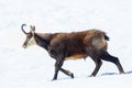 A specimen of chamois walks in the snow in italian Alps. Gran Paradiso National Park, Aosta, Italy Royalty Free Stock Photo