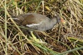 Specimen of common moorhen, Gallinula chloropus; Rallidae Royalty Free Stock Photo