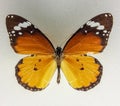 African monarch butterfly specimen