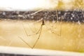 Domestic Spider Pholcus phalangioides 3