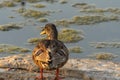 Specimen of duck walking on a small island in the middle of the lake Royalty Free Stock Photo
