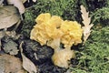 mushroom golden ear or yellow brain fungus Royalty Free Stock Photo