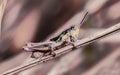 Specimen of grasshopper on dry grasses