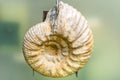 Specimen of Gravesia gigas ammonite Royalty Free Stock Photo