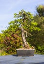 Specimen informal upright Larch bonsai