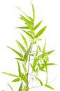 Specimen of Japanese bamboo on white