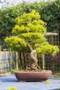 A specimen Japanese White Pine bonsai Royalty Free Stock Photo