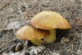 Two jersey cow mushrooms Royalty Free Stock Photo