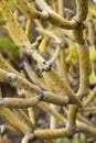 Specimen of Kleinia neriifolia, Canary Islands
