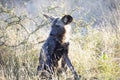 A specimen of Lycaon relaxing in the middle of the African savannah, this carnivorous wild dog lives in the wildlife in large