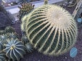 Specimen plant of the species, Perocactus Cilyndraceus Cactacea.