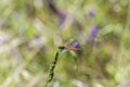 Specimen of red dragonfly posing on a stalk of grass Royalty Free Stock Photo