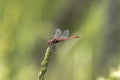 Specimen of red dragonfly posing on a stalk of grass