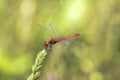 Specimen of red dragonfly posing on a stalk of grass