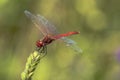 Specimen of red dragonfly posing on a stalk of grass