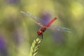 Specimen of red dragonfly posing on a stalk of grass