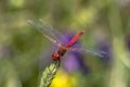 Specimen of red dragonfly posing on a stalk of grass