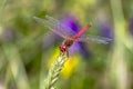 Specimen of red dragonfly posing on a stalk of grass