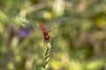 Specimen of red dragonfly posing on a stalk of grass Royalty Free Stock Photo