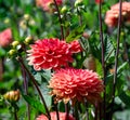 specimen of red pompom dahlia flower Royalty Free Stock Photo