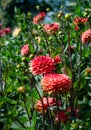 specimen of red pompom dahlia flower Royalty Free Stock Photo