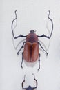 Scarabaeidae beetle Royalty Free Stock Photo