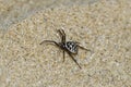 Specimen of Steatoda Albomaculata on the sand