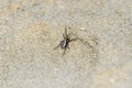 Specimen of Steatoda Albomaculata on the sand