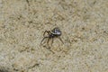 Specimen of Steatoda Albomaculata on the sand