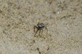 Specimen of Steatoda Albomaculata on the sand